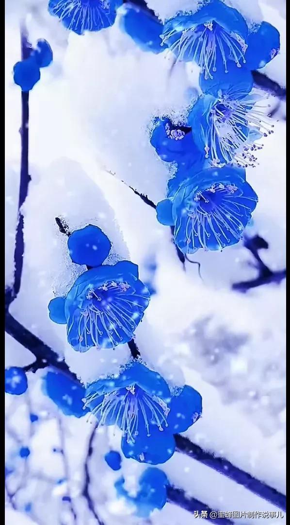 腊梅图片，一花一世界（腊梅图片）