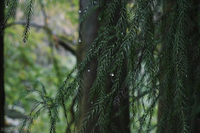 青城山简介，四川都江堰市青城山简介（寻找你的“一帘幽梦”）