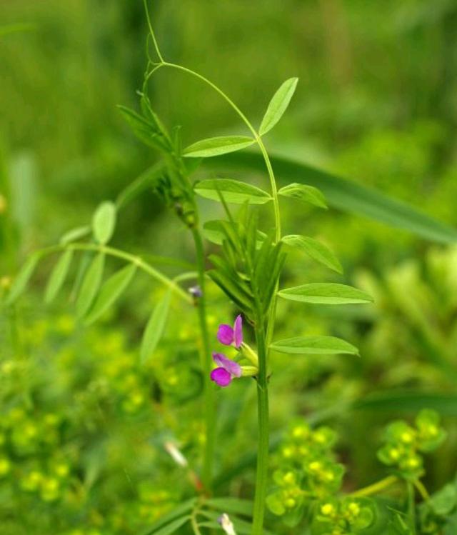 野菜的种类，野菜的种类名称及图片（120种野菜介绍）