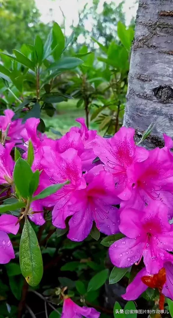 腊梅图片，一花一世界（腊梅图片）