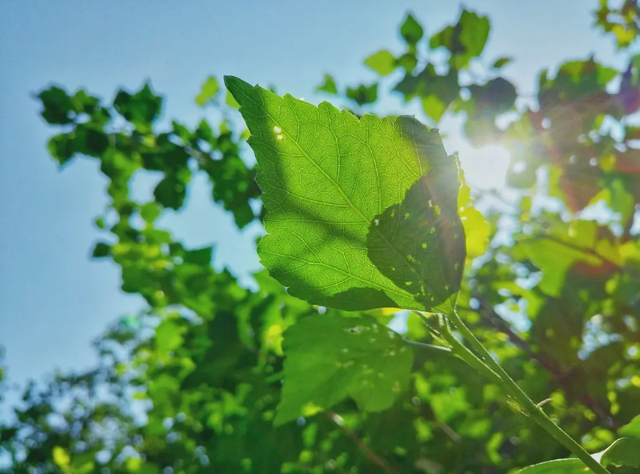 「诗词鉴赏」寄语光阴莫浪过，古诗词里的光阴，不再虚度年华