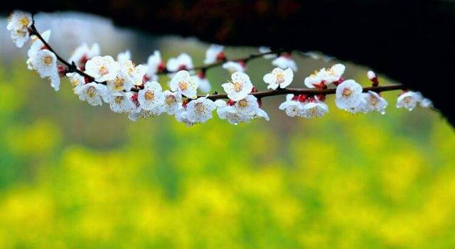 春天开的常见的花，春天的花有哪些（春天的花有哪些 名字）