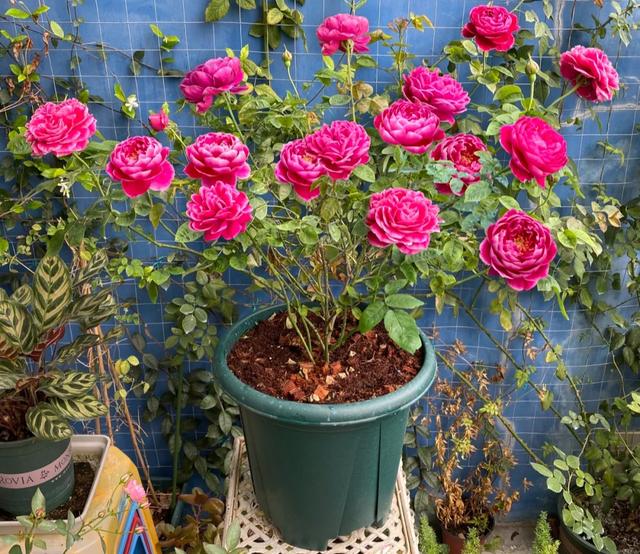 梦露和艾莎月季的区别，月季梦露百科（12种大花月季）