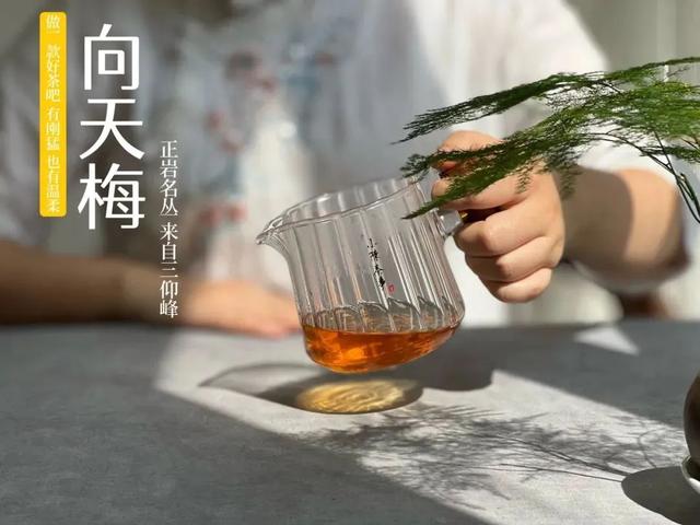武夷岩茶之马头岩九龙窠肉桂，武夷岩茶入门