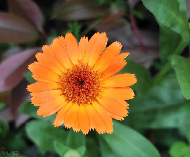 想念一个人的说说，想念一个人的说说伤感（一叶知秋）