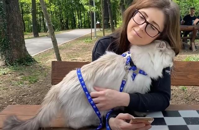 猫的种类图片及名称，猫的种类图片及介绍（猫的种类和性格特点）