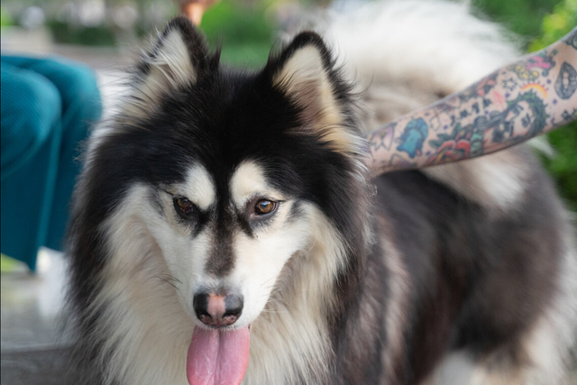 阿拉斯加犬好养吗，阿拉斯加犬好养吗阿拉斯加雪橇犬怎么养（都说阿拉斯加很难养？我不信）