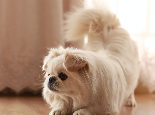 北京京巴狗,先了解它的优缺点(北京京巴狗多少钱)