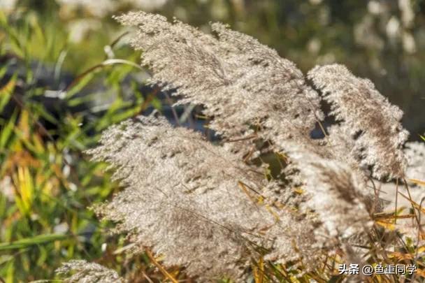 农历七月十四是什么节日，农历7月14什么节日（你知道是什么日子吗）