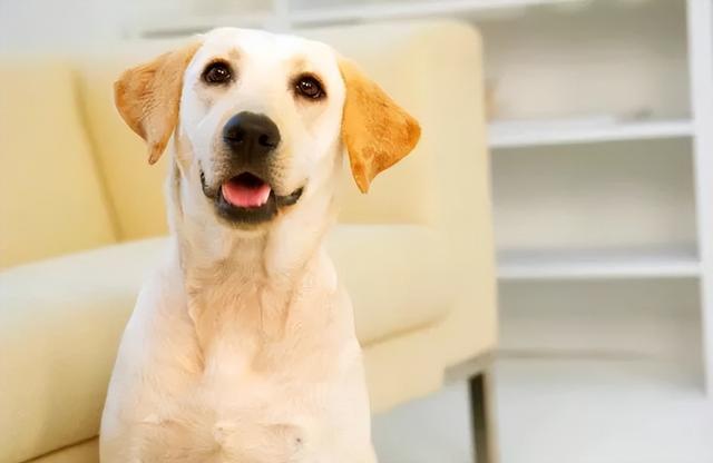 拉布拉多犬好养吗，拉布拉多好养吗（为什么大家都不敢养“拉布拉多犬”）