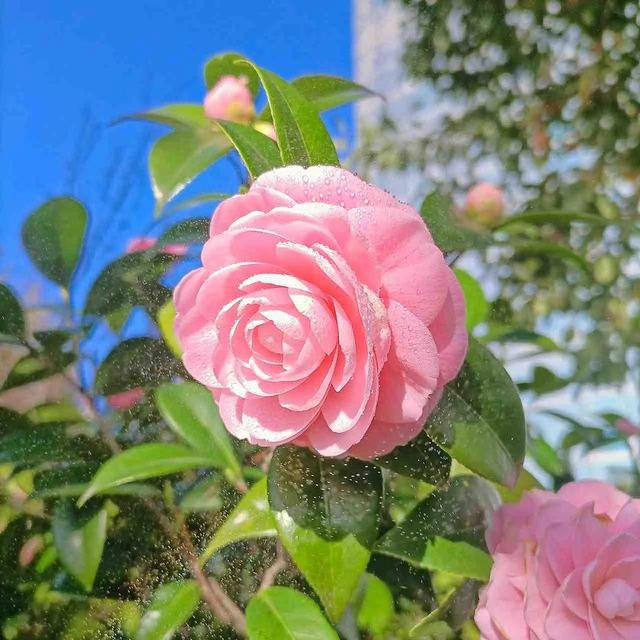 花朵系列背景图，花朵背景图片大全高清唯美（温馨又治愈的花朵背景图）