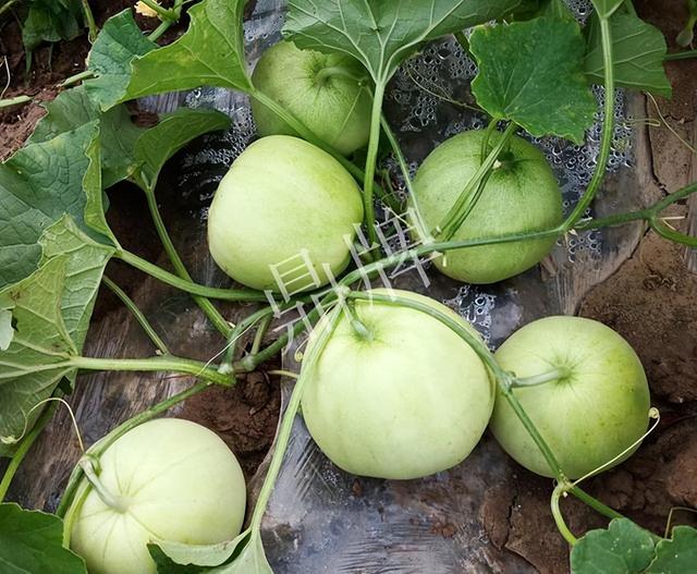 中国10种最甜的甜瓜，最香甜的甜瓜品种（附4种市场爆款品种）