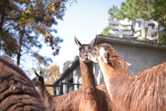长沙生态动物园门票，长沙生态动物园门票多少暮云那个（赏花、露营、亲子、文博等）