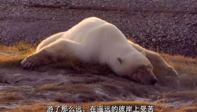 又霸气又高冷的图片 在这座欲望的城市，你是我最后的信仰，又霸气又高冷的图片带字（灾难成现实才知道后悔）