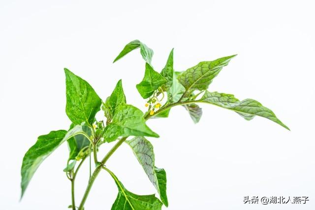 菜图片大全大图，饭店菜谱大全带图片（这43种时令野菜大量生长出来）