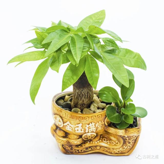 适合办公室养的花和植物，适合办公室养的10种花（最适合在办公室养的几种植物）