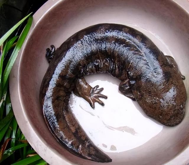 水虺是娃娃鱼吗,娃娃鱼是干嘛的(《山海经》现存物种之一)