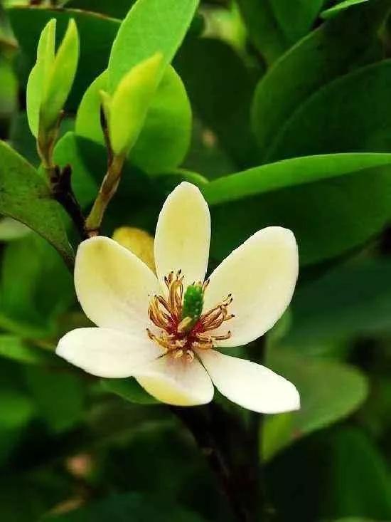 含笑花什么时候开花，分享图片——深山里（含笑花何时开花）