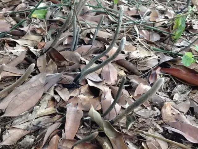 泥土最珍贵，泥土最珍贵阅读理解及答案（如今90元一两有人买）