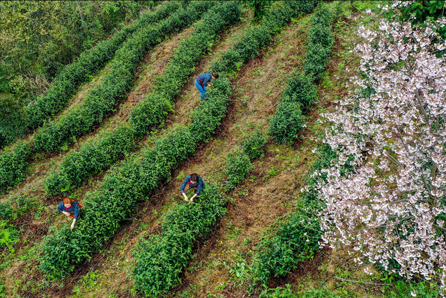 绿茶有哪些品种，红茶有哪些品种（中国的5大名茶是哪些）