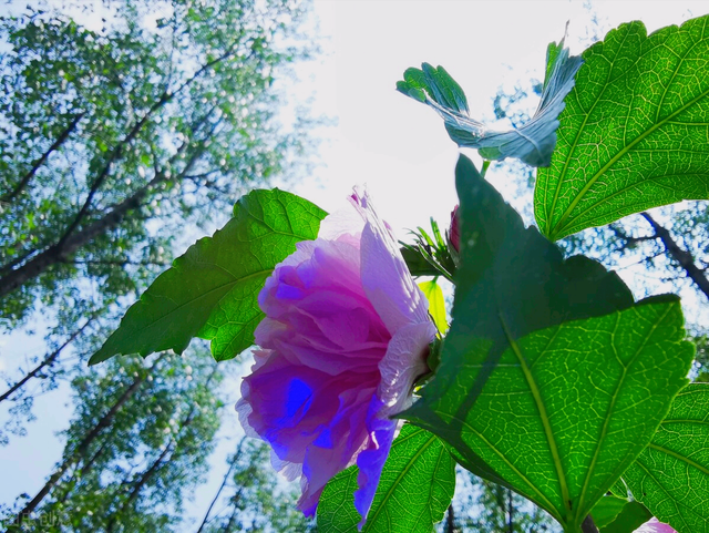 什么是石竹梅花，一花一欢喜