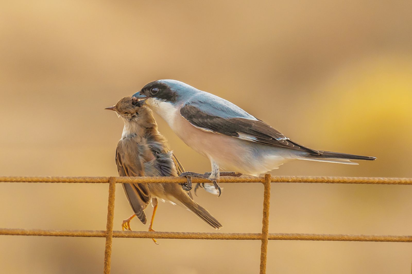 8,伯劳鸟吃麻雀