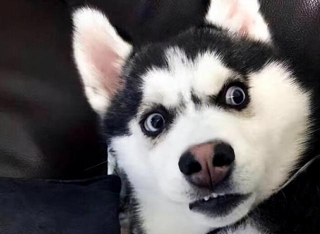 最凶猛的犬排名，最凶的狗十大排行榜（长得“显凶”的几种狗）