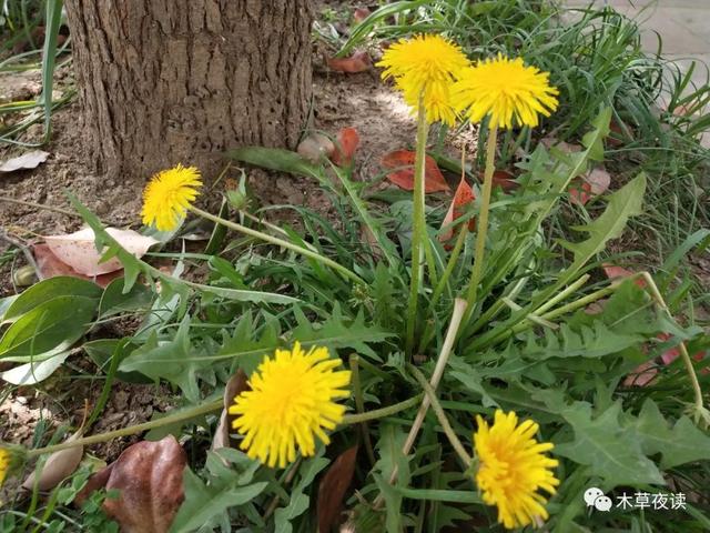 那些四月里开出绚烂花儿的野生植物们，四月有什么花开花