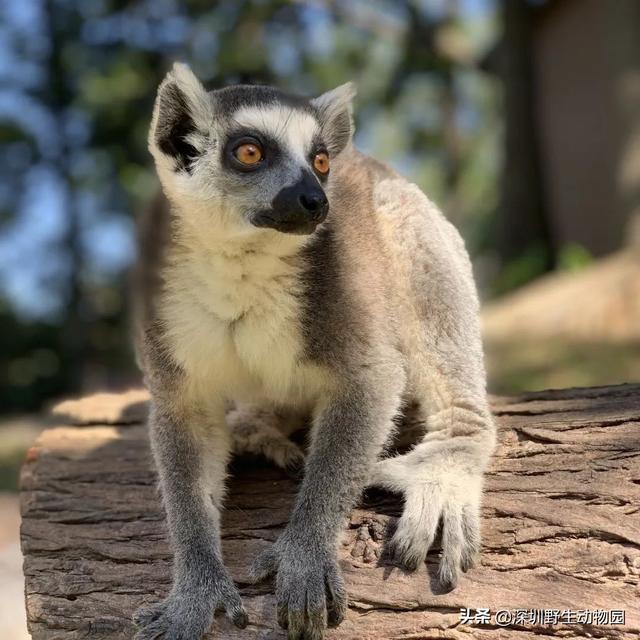 深圳世界之窗门票多少钱一张，深圳世界之窗晚上门票多少（动物园\u0026世界之窗/欢乐海岸水秀）