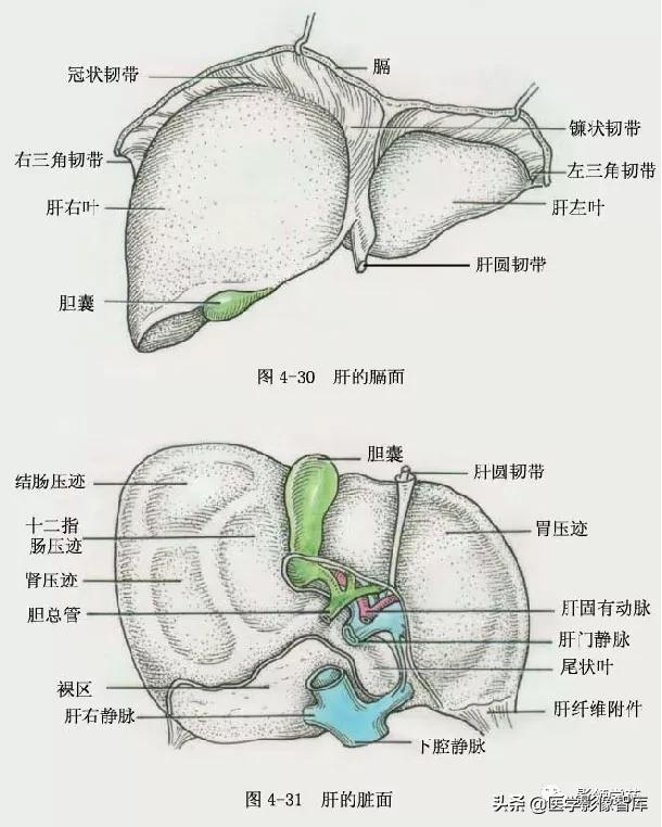 肝在哪个位置,肝疼痛一般在哪个部位图(肝脏的表面解剖及分叶分段)