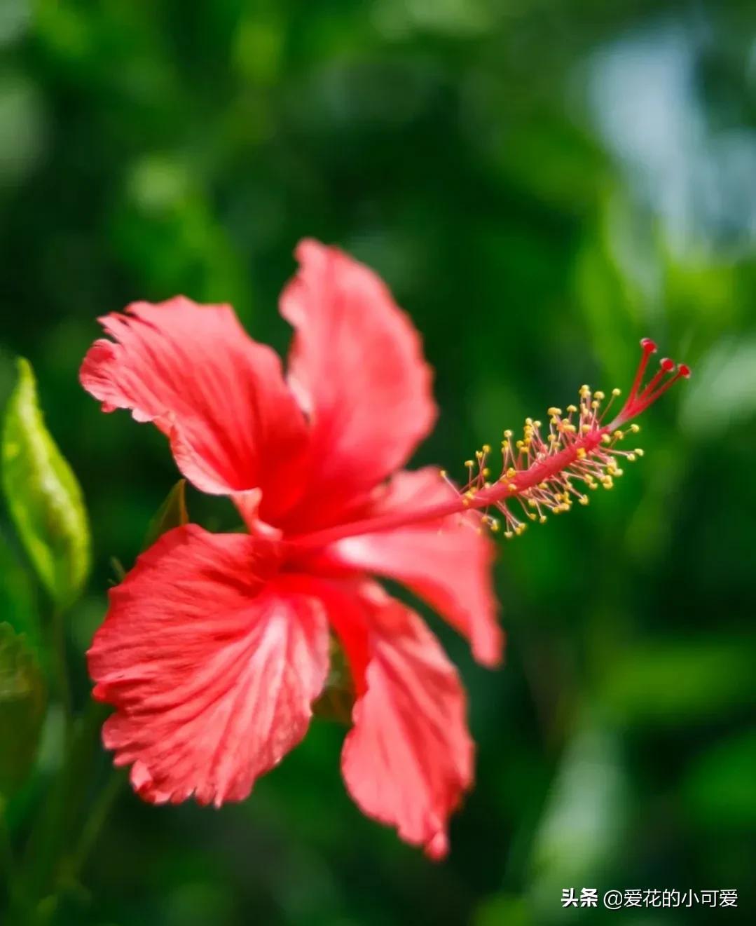 各国的国花是什么花，世界各国的国花是什么（一花一世界‖世界各国的国花你知道多少）