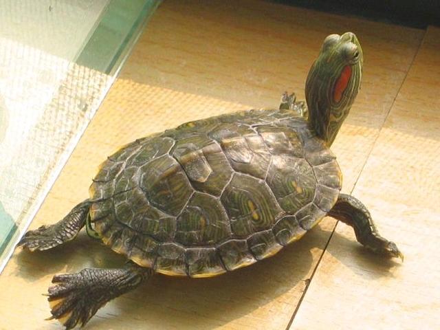 中国最大巴西龟图片