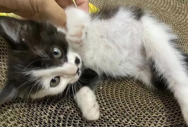 猫传腹怎么治疗，猫传腹怎么治疗好的（猫传腹症到底应该怎么治疗呢）