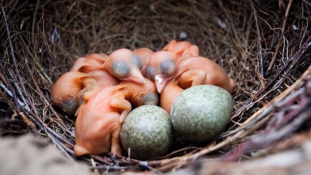 红嘴蓝鹊饲养方法介绍，红嘴蓝鹊饲养鸟架尺寸（居然用钢筋做鸟窝）