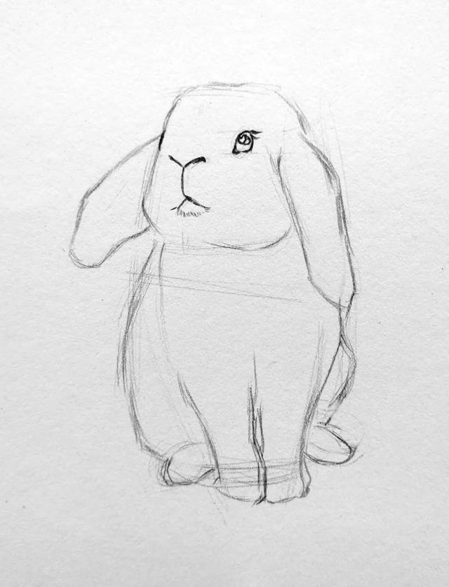 兔子简笔画的画法，兔子简笔画画法卡通上色（临摹步骤图教程）