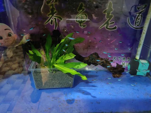 水草（水草种植），小鱼缸简单栽种水草模式（水草怎么栽）