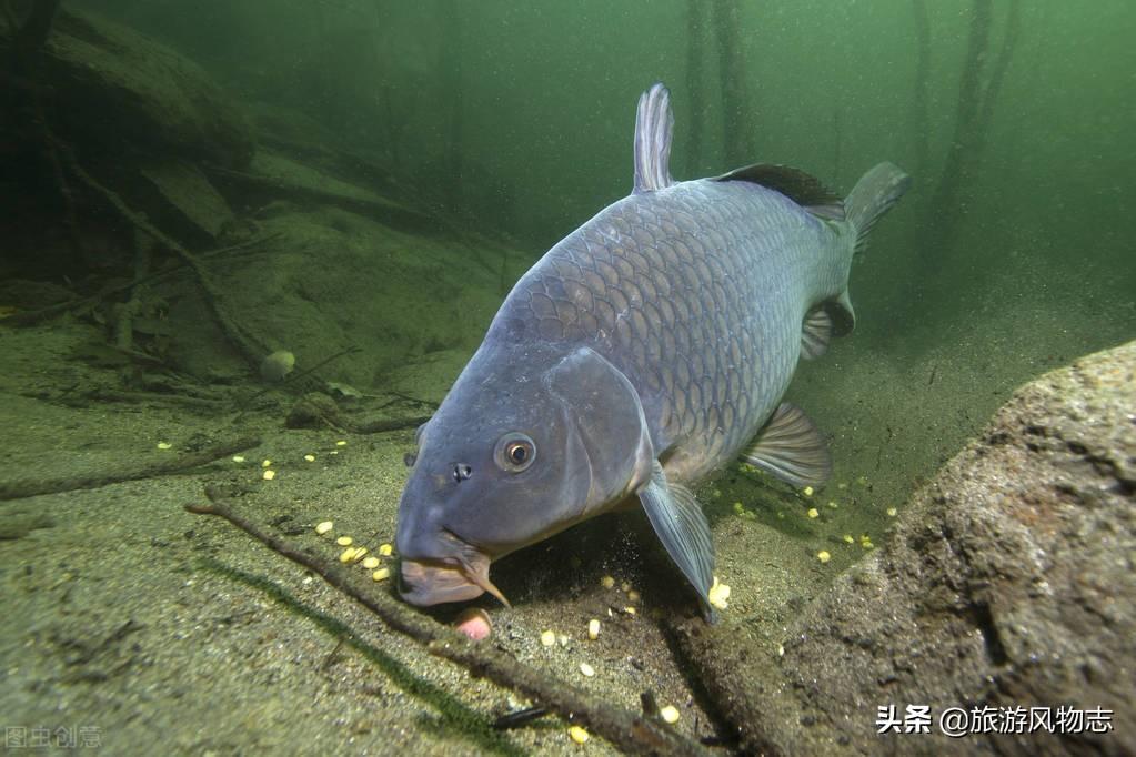 中国食鱼地图：500种常见食用鱼类名称大全，一网打尽南北美味