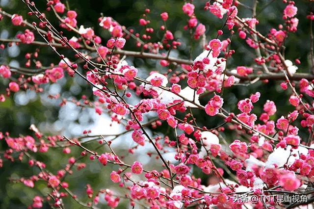 梅花寓意代表什么意思，梅花的寓意以及象征意义（梅花的寓意象征、花期花语）