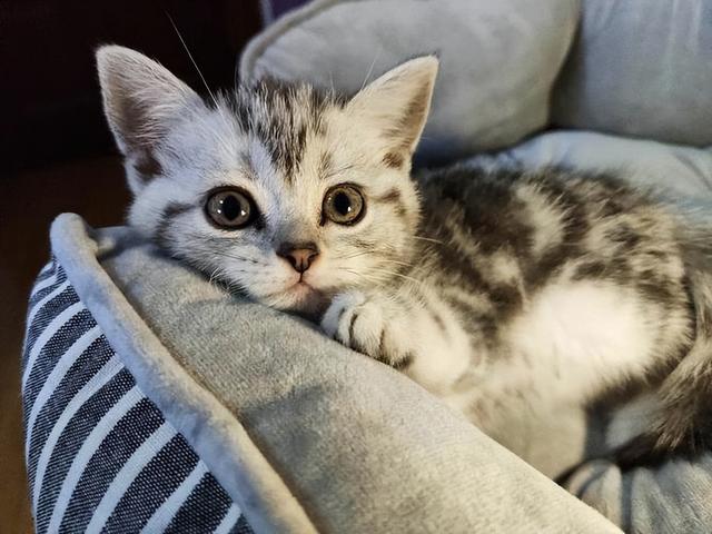 美短价格在多少钱一只，美短猫多少钱一只（你要是打算养猫，千万别养美短）