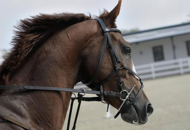 辔(辔头读音),辔怎么读?辔的读音和意思(辔头 拼音)