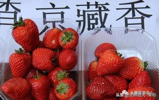 九九草莓特点，九九草莓有几个品种（中国草莓主要产地分布及品种介绍）