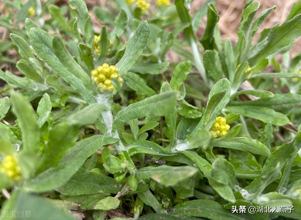 秋季野菜大全帶圖片(食用野菜圖片介紹大全)-娛宸網