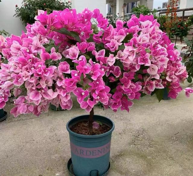 三角梅什么时候开花,三角梅几月开花啊(开出"满枝头"的漂亮花)