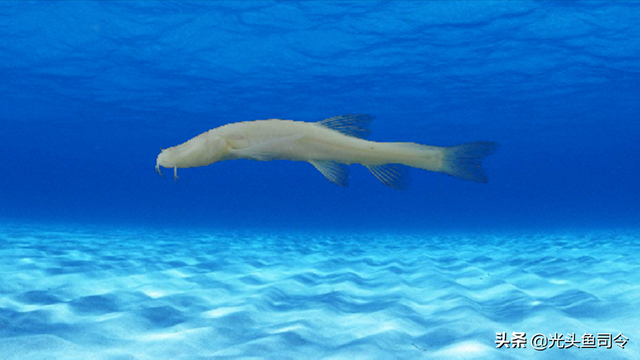 长江名贵鱼前十名，10大凶猛淡水鱼（我国保护的鱼类有87种）