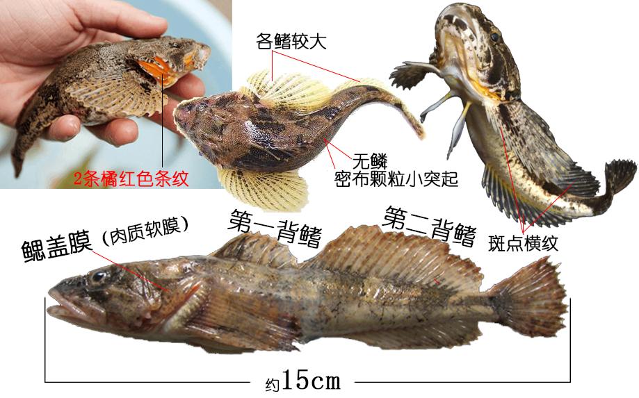 斑鳢与乌鳢的区别有哪些，那鱼那菜——探索酸菜鱼好吃的秘密