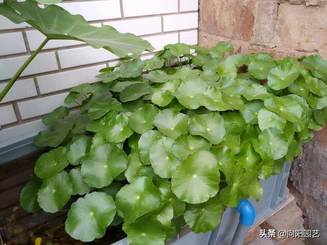铜钱草水培方法，水里加点“河沙”（铜钱草水培方法和注意事项）