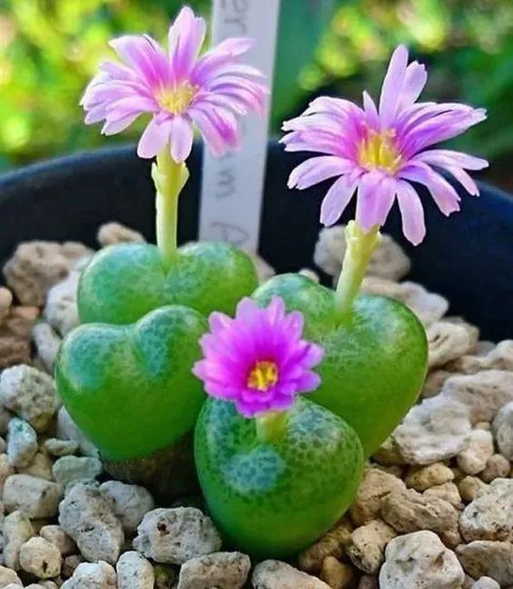 仙人掌开花图片，八种开花勤快的仙人掌植物（40多种罕见的仙人掌开花图）
