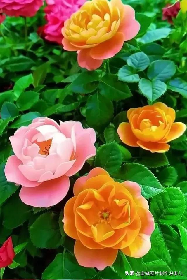 红玫瑰背景图，红玫瑰背景图ins（一朵朵玫瑰花绽放美丽的容颜）