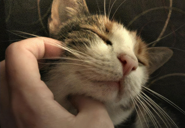 怎么理解猫咪的叫声和动作，怎样理解猫咪的叫声（猫叫的意思，你能正确读懂么）