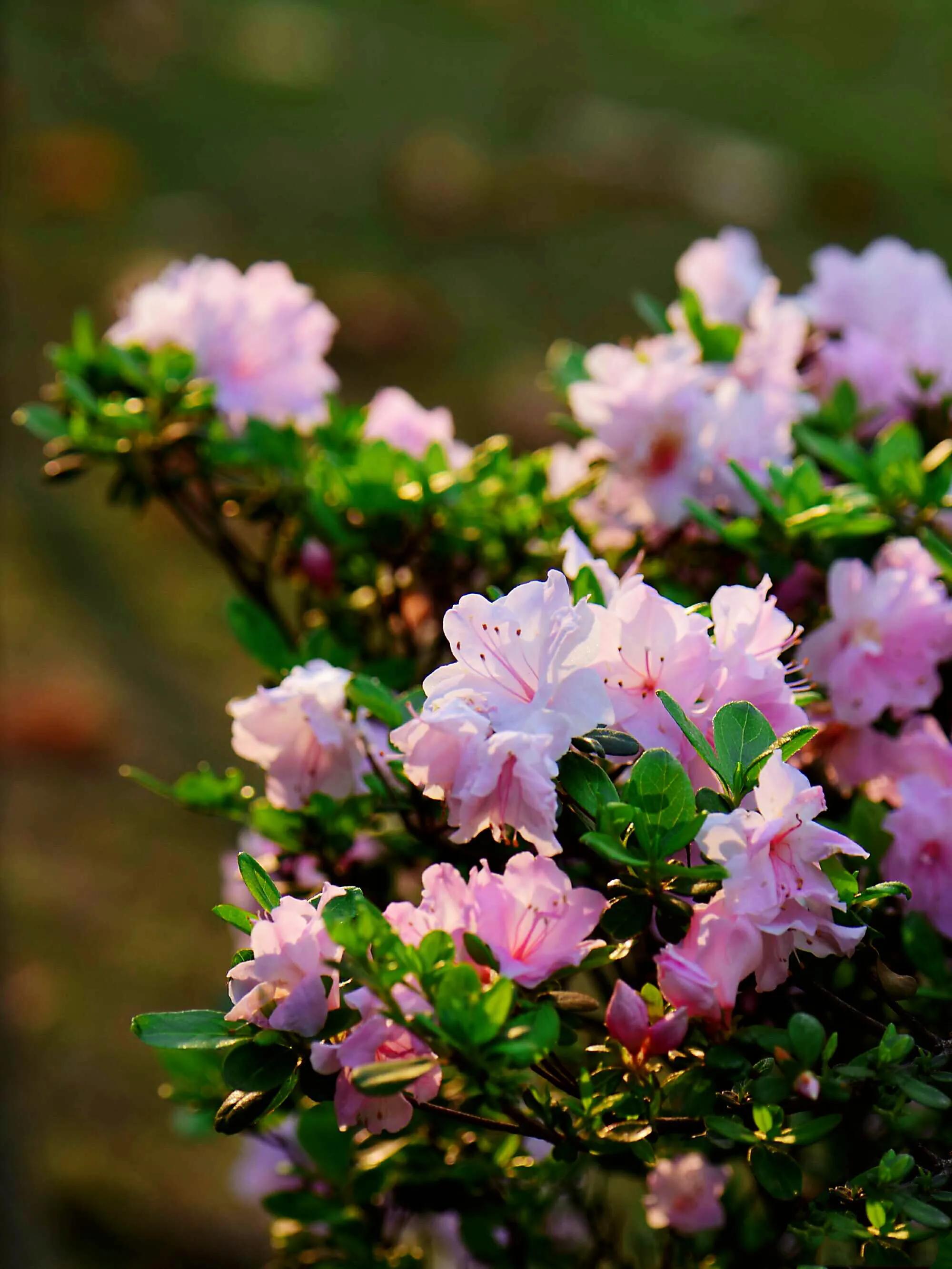 姹紫嫣红杜鹃花(皋月杜鹃五彩夏鹃品种图片) - 彝家农业网